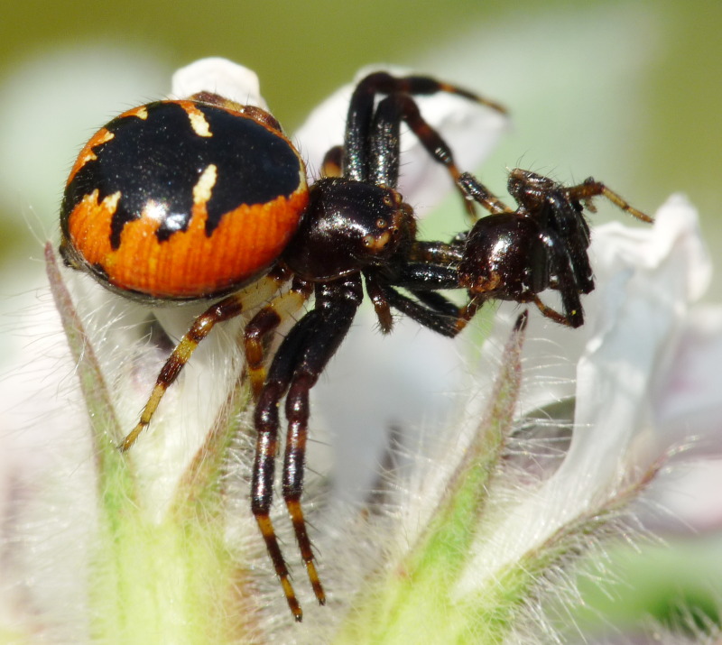 Synema globosum